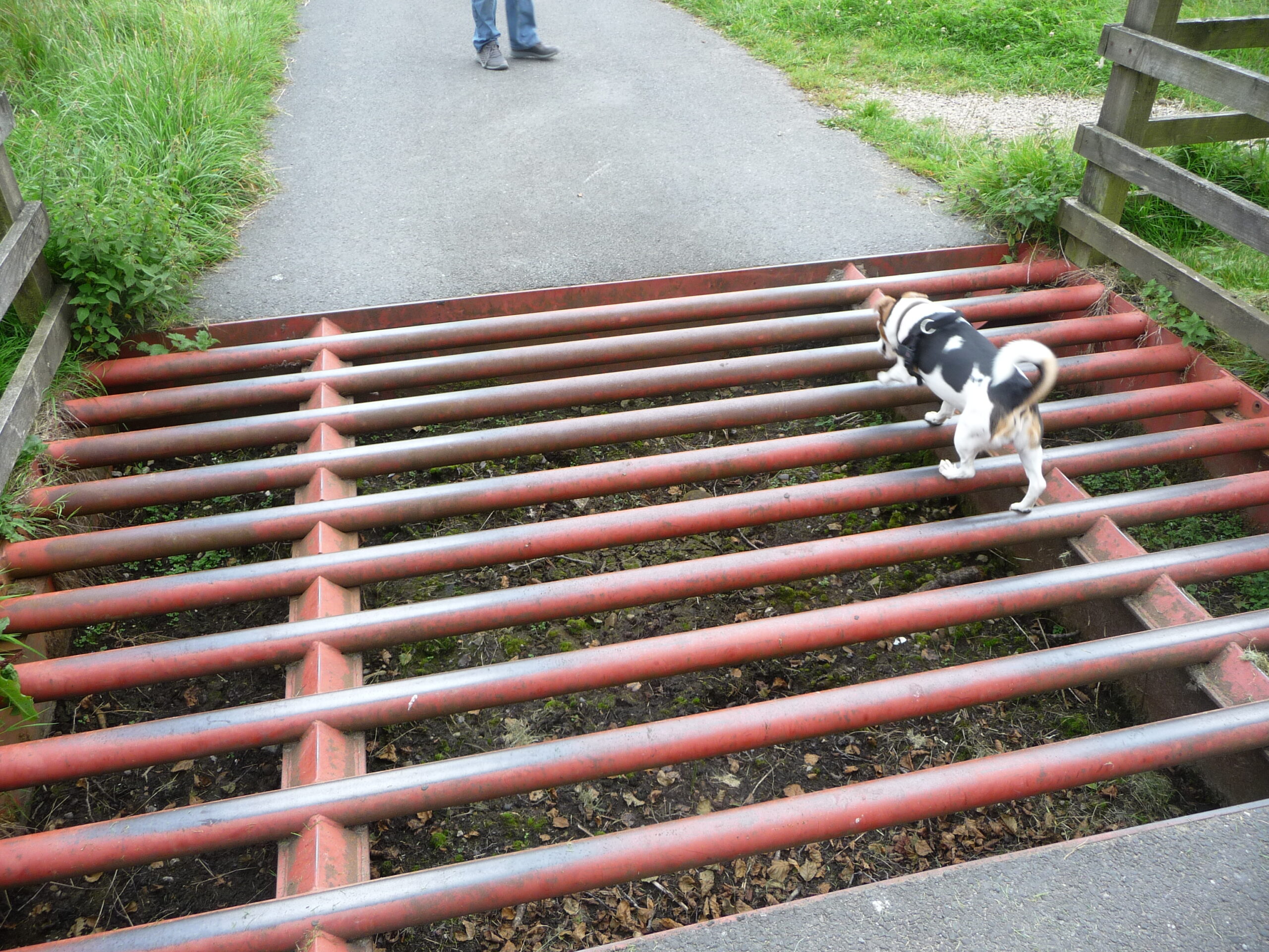 cattle grids
